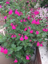 Salvia Cerro Potosi  | 3 plug plants | Perennial plants