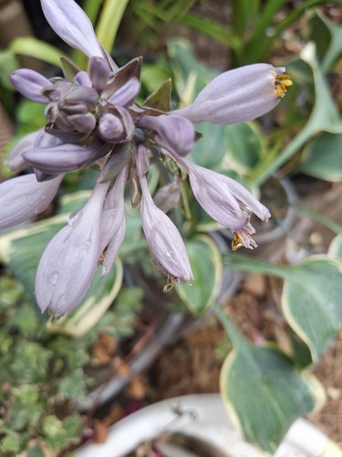 Hosta plant 13cm pot - plant,