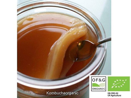 Organic kombucha scoby - organic, +