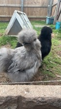 X6mixed pure USA Silkie Bantam