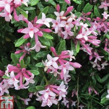 T&M Daphne Hardy Perennial