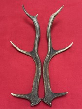 PAIR OF RED DEER ANTLERS 457g.   aprox. 43,5/45cm.