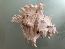 Large 20cm Murex Ramose