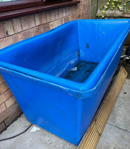 Koi quarantine growing - koi, tank