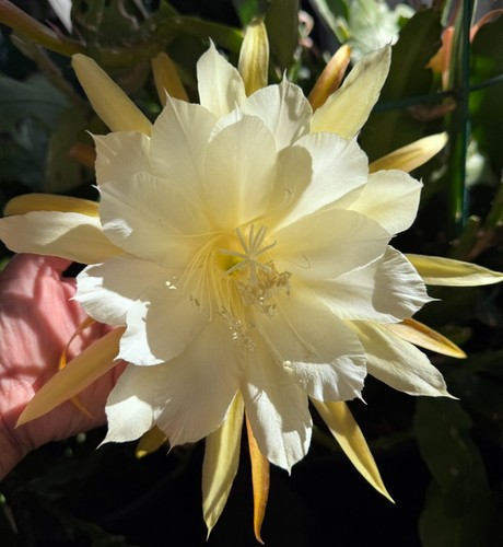 Epiphyllum cooperi - 1, “
