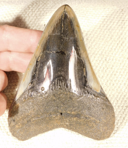 Giant museum megalodon - giant!,