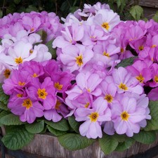 Primrose 'Delia Woodland Dell'. Plug Plant x6. Primula, winter bedding flowers
