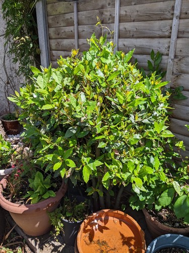 Bay tree architectural plant - tree,