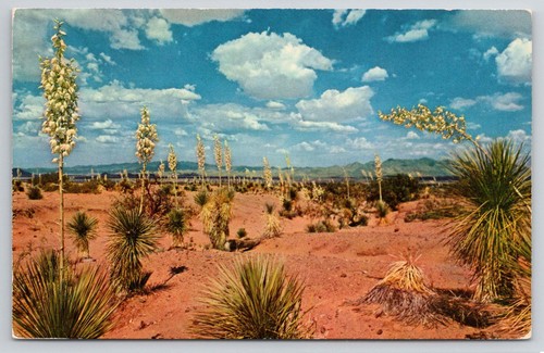 New mexico desert yucca - mexico,