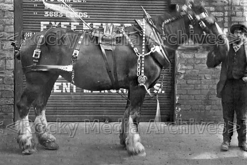 Zqq social history shire - zqq-13,
