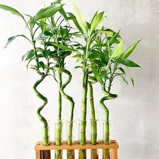 4 x Lucky Bamboo 40cm Spiral
