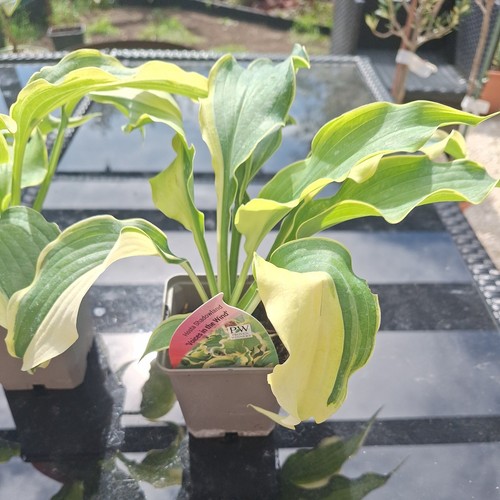 Hosta voices the wind large - the,