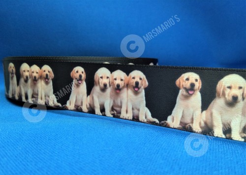 Labrador golden retriever - golden,