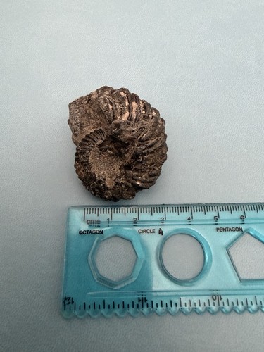 Hoplites dentatus ammonite - hoplites,