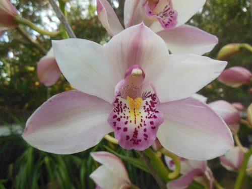 Cymbidium bulbs count - cymbidium,