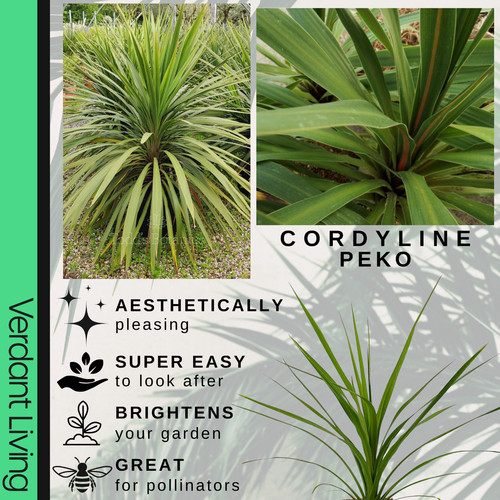 Large plant cordyline - large,