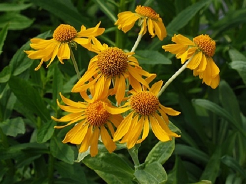 Helenium hoopesii golden - helenium,