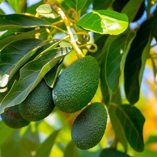 Avocado tree plant hass - tree,