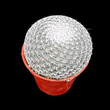 Mammillaria microthele var. superfina Owl Eye Cactus Dwarf Cacti 5cm pot