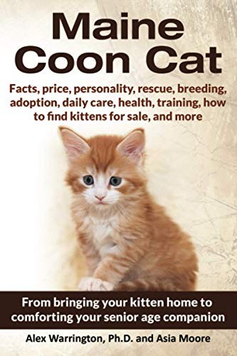 Maine coon cat - coon, ultimate