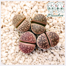 Lithops naureeniae RARE living