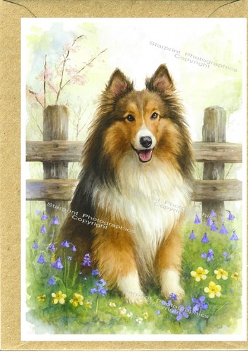 Shetland sheepdog sheltie dog - /sheltie,