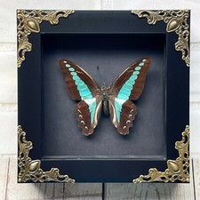Common Bluebottle Butterfly (Graphium sarpedon) Baroque Box Frame Display Insect