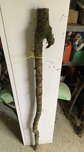 Blackthorn huge shank walking - huge,