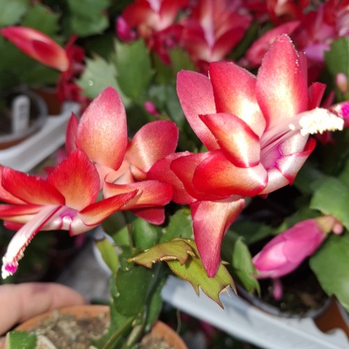 Red christmas cactus - cactus, |