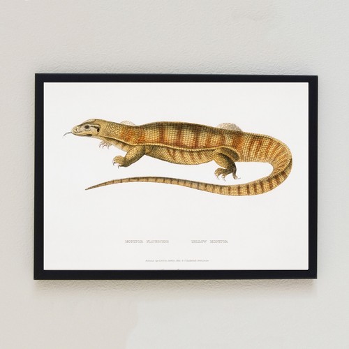 Iguana lizard vintage - lizard,
