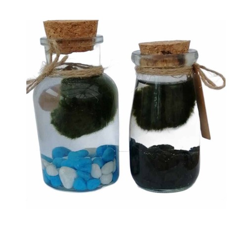 Marimo moss ball - moss, kit