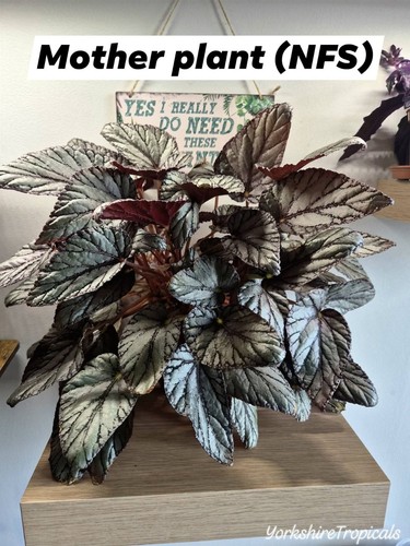 Begonia arctic breeze - arctic, pups