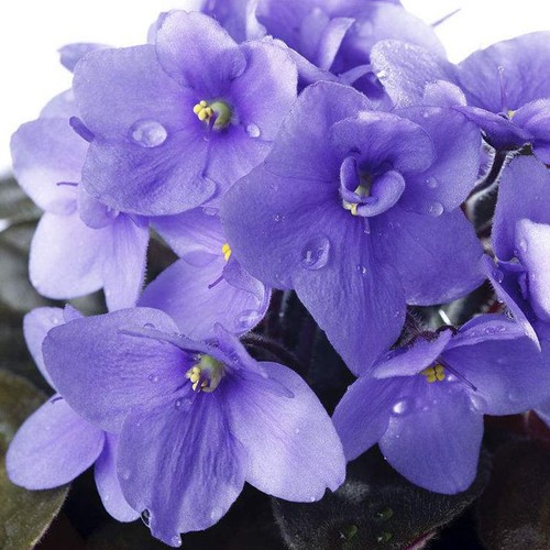 African violet seeds - 50,