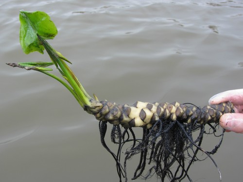 Pond plant water lily - pond,