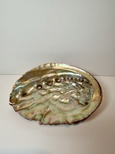Large Natural Abalone Shell