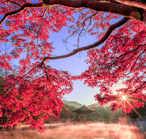 Acer palmatum osakazuki - acer,