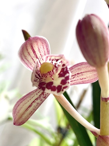 Cymbidium ensifolium hong - ensifolium,