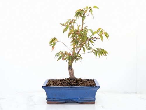 Japanese maple orangeola - maple, orangeola'