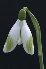 Galanthus 'Angelina' Snowdrop