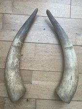 2 Vintage Bull Horns Natural