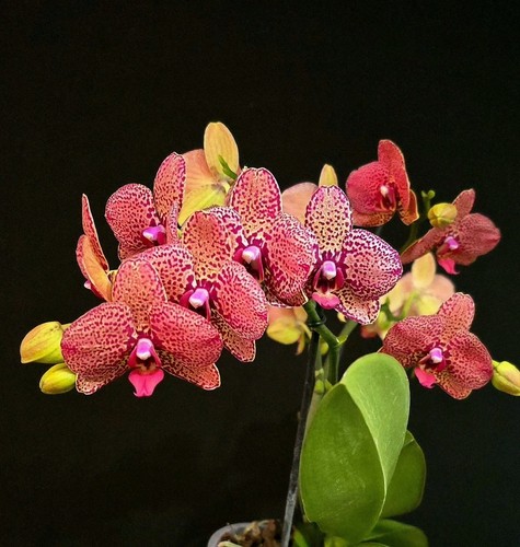 Rare phalaenopsis hsin - rare, "i-hsin