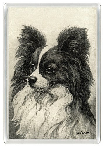 Papillon dog fridge magnet - papillon,