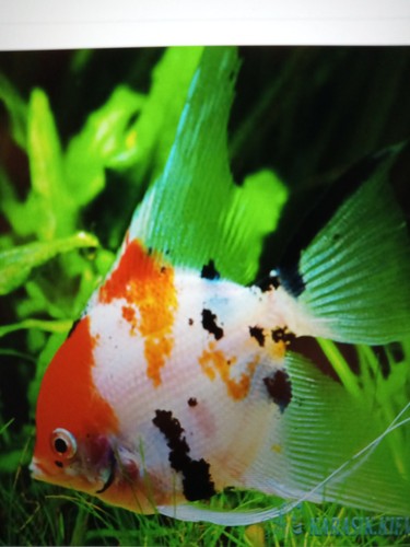Beautiful tricolor koi - beautiful,