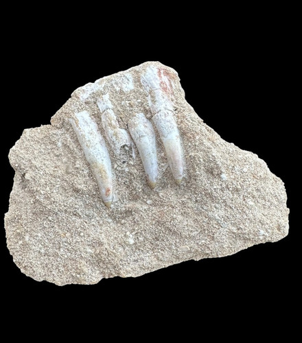 Museum quality brychaetus - museum-quality,