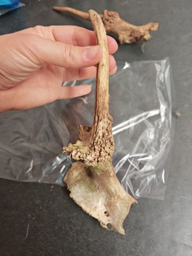 Fallow pricket deer antler - fallow,