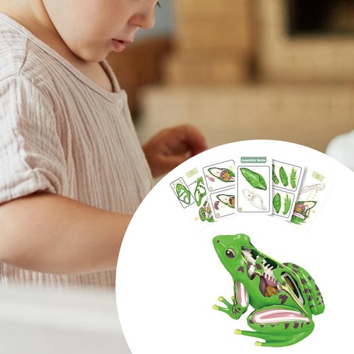Realistic frog dissection - realistic,