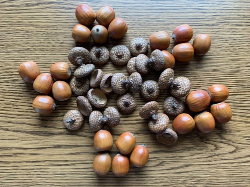 Acorns red oak 50 - red, count