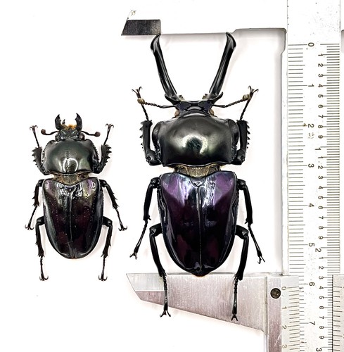 Phalacrognathus muelleri