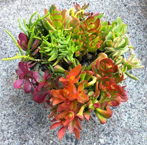 Beginner crassula jade - beginner's,