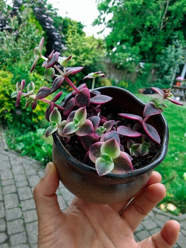 Crassula marginalis calico - marginalis, 'calico
